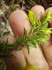 Hibbertia ericifolia
