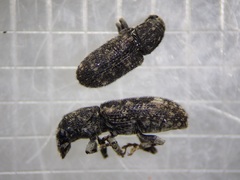 Eucorynus crassicornis