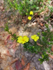 Hibbertia ericifolia