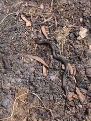 Drysdalia coronoides