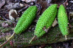 Flindersia schottiana