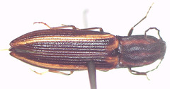 Parasaphes