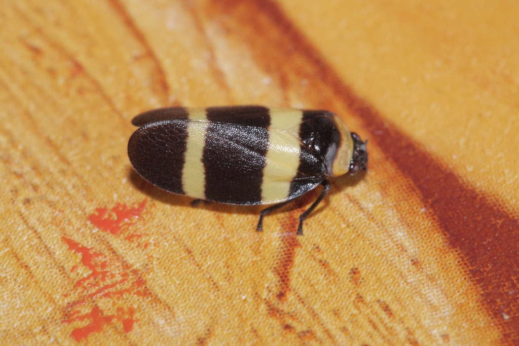 Sphenorhina croceofasciata