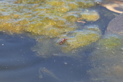 Solenopsis saevissima