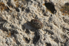 Euphoria leucographa