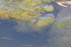 Solenopsis saevissima