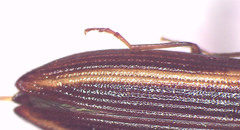Parasaphes