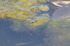 Solenopsis saevissima