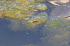 Solenopsis saevissima