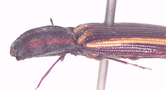 Parasaphes