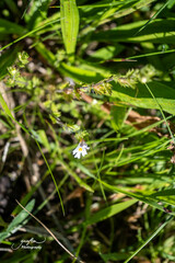 Euphrasia officinalis