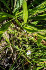 Euphrasia officinalis