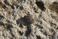 Euphoria leucographa