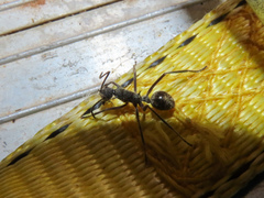 Polyrhachis sexspinosa