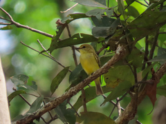 Microeca flavigaster
