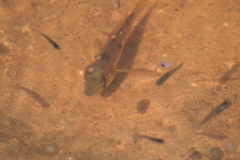 Gymnogeophagus