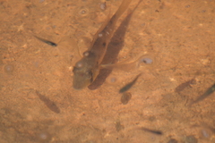 Gymnogeophagus