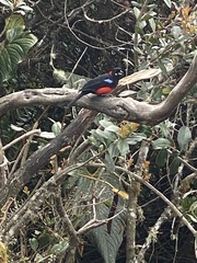 Anisognathus igniventris