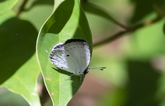 Neopithecops zalmora