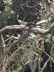 Anisognathus igniventris