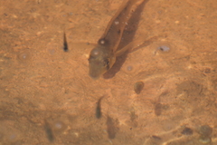 Gymnogeophagus