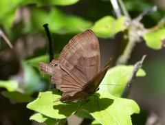 Abisara echerius