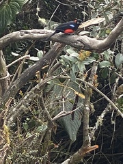 Anisognathus igniventris