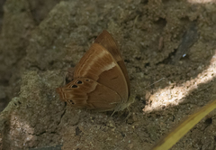 Abisara echerius