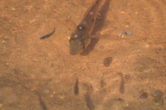 Gymnogeophagus