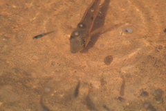 Gymnogeophagus