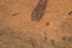 Gymnogeophagus