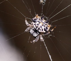 Gasteracantha sacerdotalis