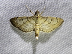 Marasmia poeyalis