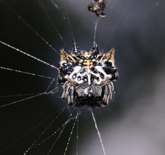 Gasteracantha sacerdotalis