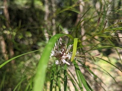 Grevillea linearifolia