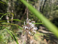 Grevillea linearifolia