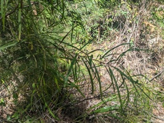 Grevillea linearifolia