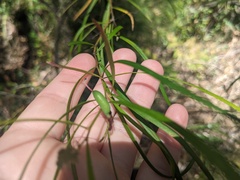 Grevillea linearifolia