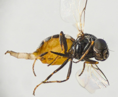 Oscinellinae