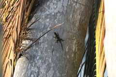 Anolis distichus