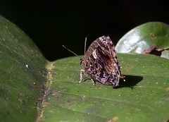 Arhopala