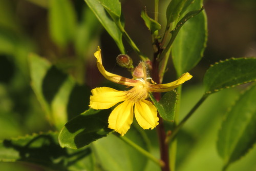 Goodenia grandiflora Sims