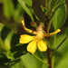Large-flowered Goodenia - Photo (c) coenobita, some rights reserved (CC BY), uploaded by coenobita