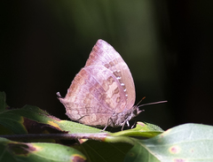 Arhopala