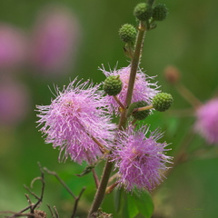 Mimosa albida