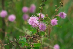 Mimosa albida