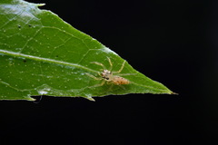 Telamonia