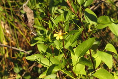 Goodenia grandiflora