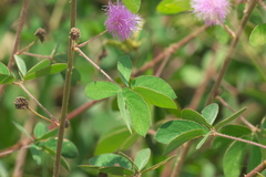 Mimosa albida