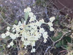 Eriogonum annuum